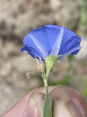 Jacquemontia abutiloides