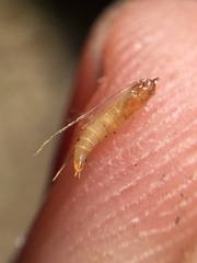 Corythoxestis zorionella