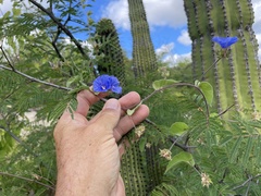 Jacquemontia abutiloides