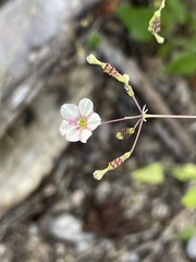 Commicarpus brandegeei