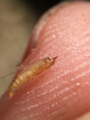 Corythoxestis zorionella