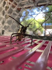 Batocera rufomaculata