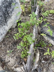 Commicarpus brandegeei