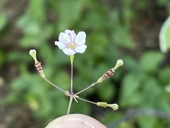 Commicarpus brandegeei