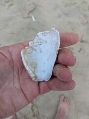 Conus textile