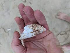 Conus textile