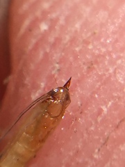 Corythoxestis zorionella