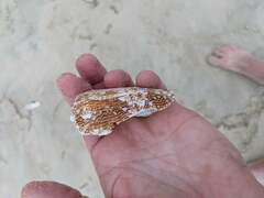 Conus textile