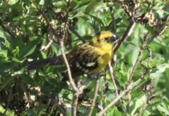 Pheucticus chrysogaster