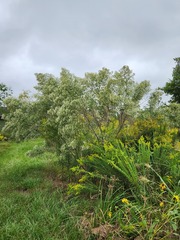 Baccharis halimifolia