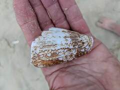 Conus textile