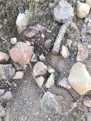 Lampropeltis knoblochi