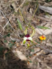 Caladenia tentaculata