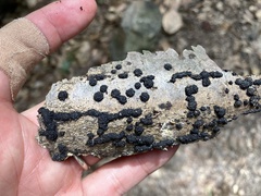 Annulohypoxylon truncatum