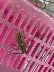 Batocera rufomaculata
