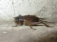 Teleogryllus emma