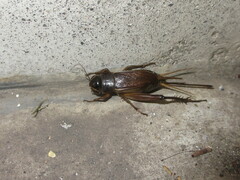 Teleogryllus emma
