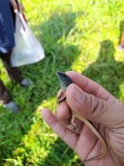 Eutropis rugifera