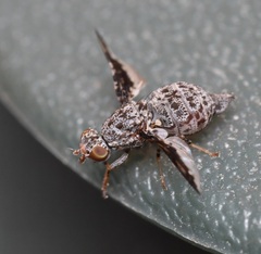 Callopistromyia strigula