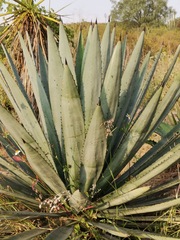 Agave macroacantha