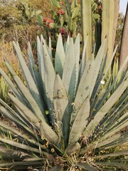 Agave macroacantha