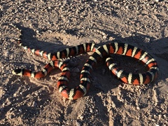 Lampropeltis knoblochi
