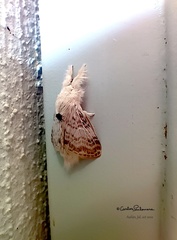 Apotolype brevicrista