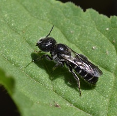 Osmiini