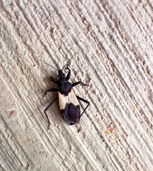 Microtomus purcis