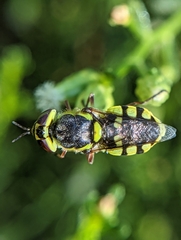 Hedriodiscus truquii