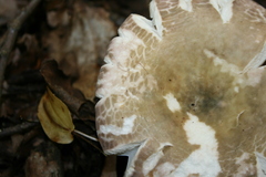 Russula parvovirescens