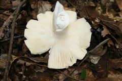 Russula parvovirescens