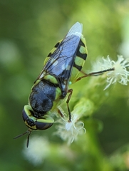 Hedriodiscus truquii