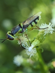Hedriodiscus truquii