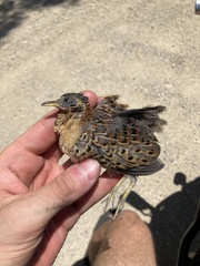 Turnix maculosus