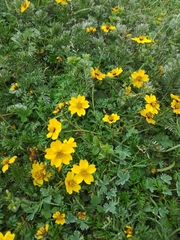 Bidens anthemoides