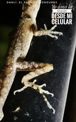 Anolis mccraniei
