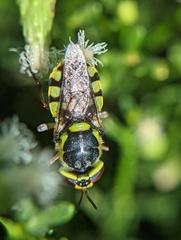 Hedriodiscus truquii