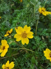 Bidens anthemoides