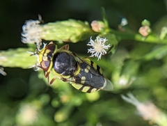 Hedriodiscus truquii
