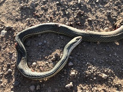 Masticophis bilineatus