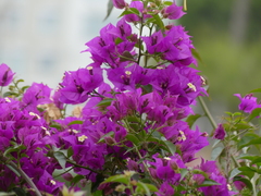Bougainvillea glabra
