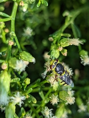 Hedriodiscus truquii