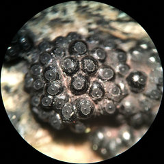 Annulohypoxylon truncatum