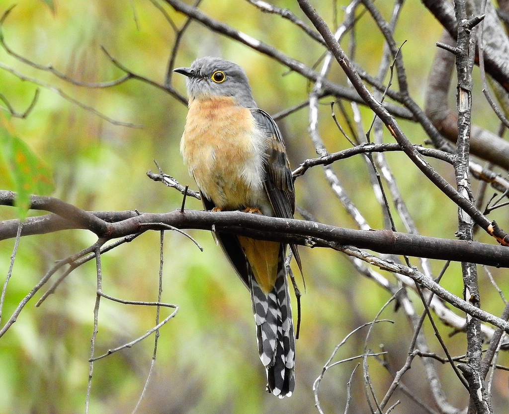 Fan-tailed Cuckoo photo