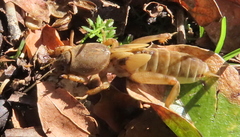 Neoscapteriscus borellii