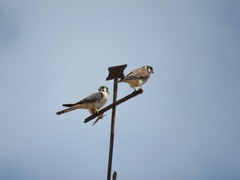 Falco sparverius