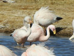 Phoenicopterus chilensis