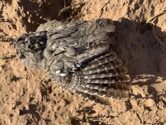 Megascops kennicottii