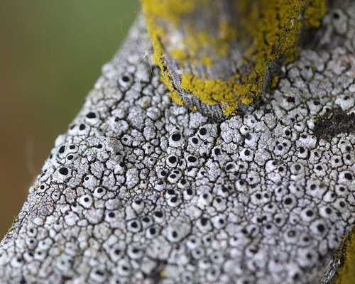 iNaturalist observation photo of Pseudothelomma occidentale